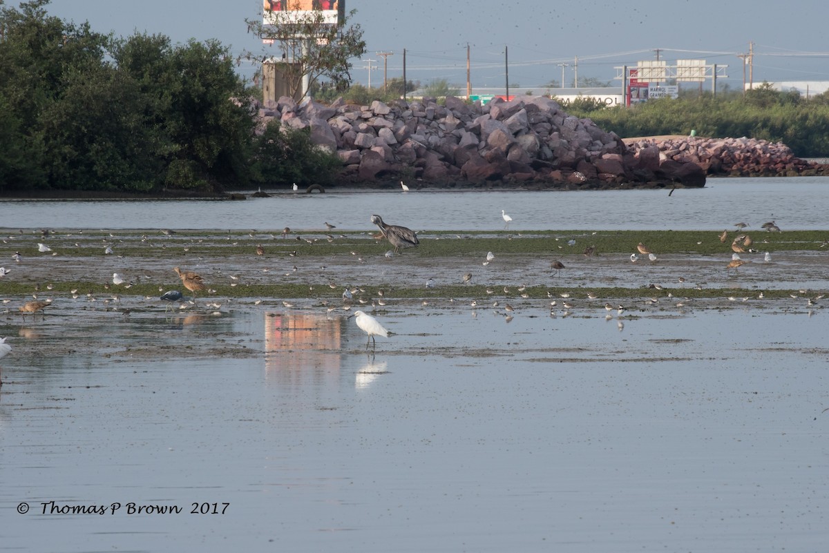 Western Sandpiper - ML66573561