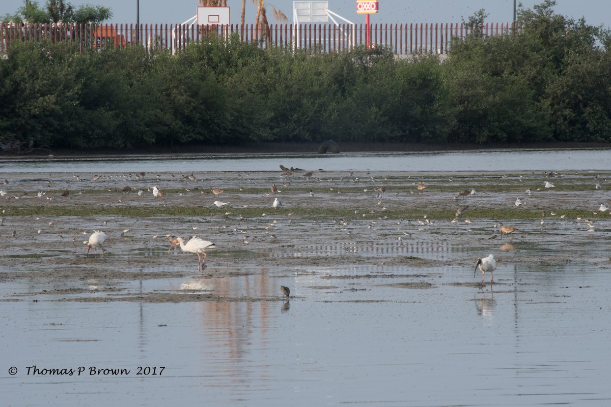 Western Sandpiper - ML66573591