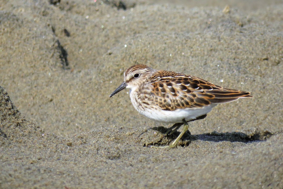 Least Sandpiper - ML66573671