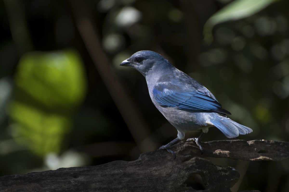 Tangara Cianóptera - ML66573751