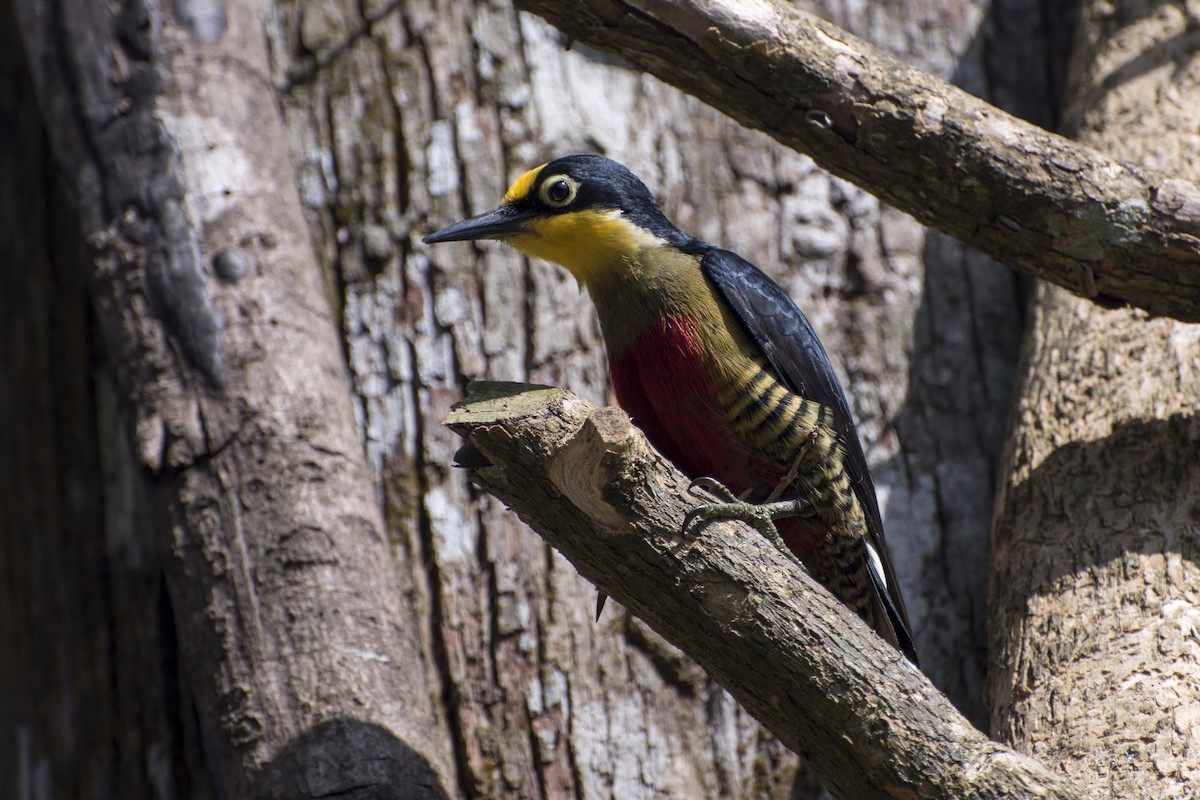 Yellow-fronted Woodpecker - ML66574161