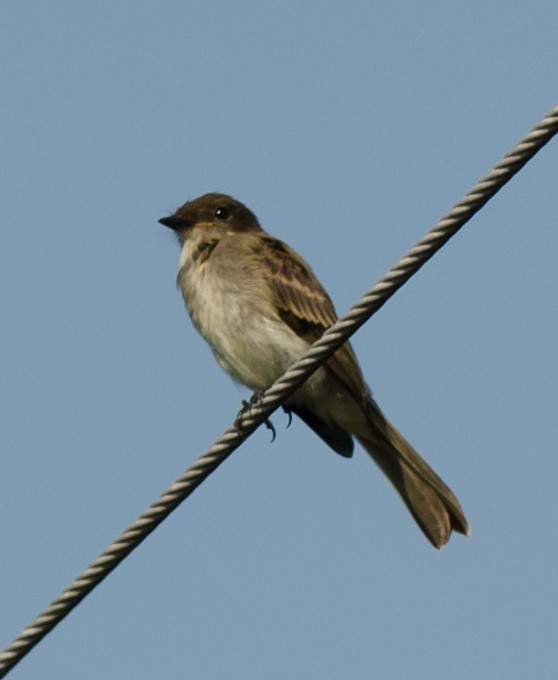 Eastern Phoebe - ML66574461