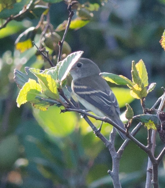 Least Flycatcher - ML66574511