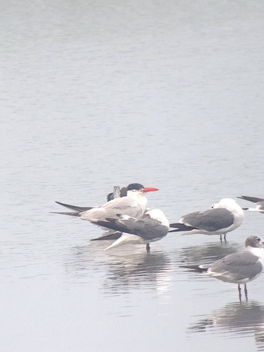 Caspian Tern - Jonathan Heller