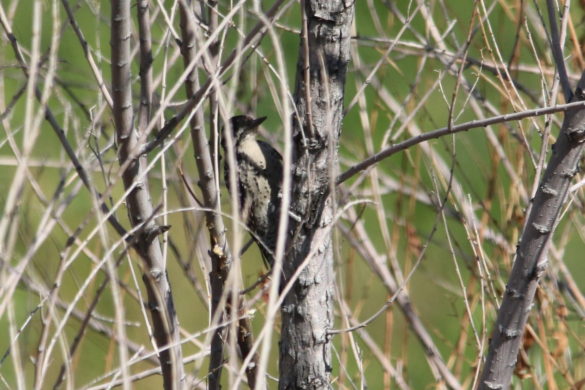 Ladder-backed Woodpecker - ML66576111