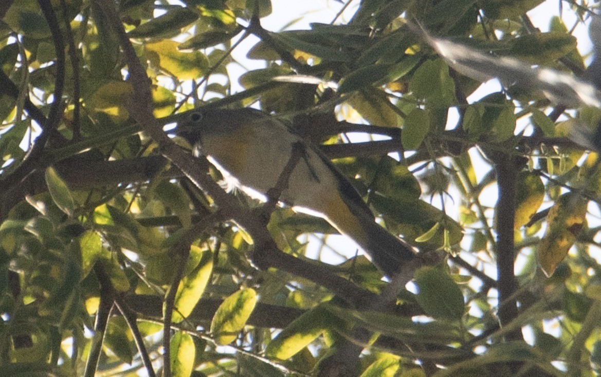 eBird Checklist - 26 Sep 2026 - Ventura Medical Center tipus - 8 species