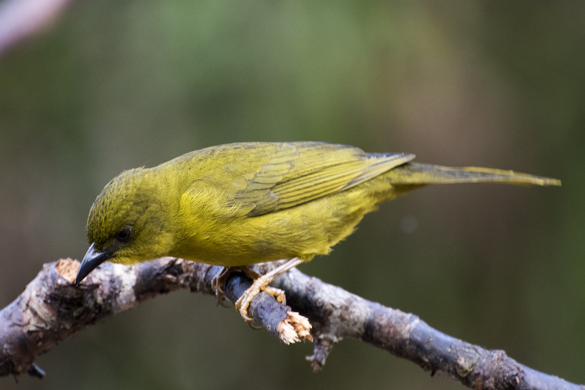 Olive-green Tanager - ML66576711