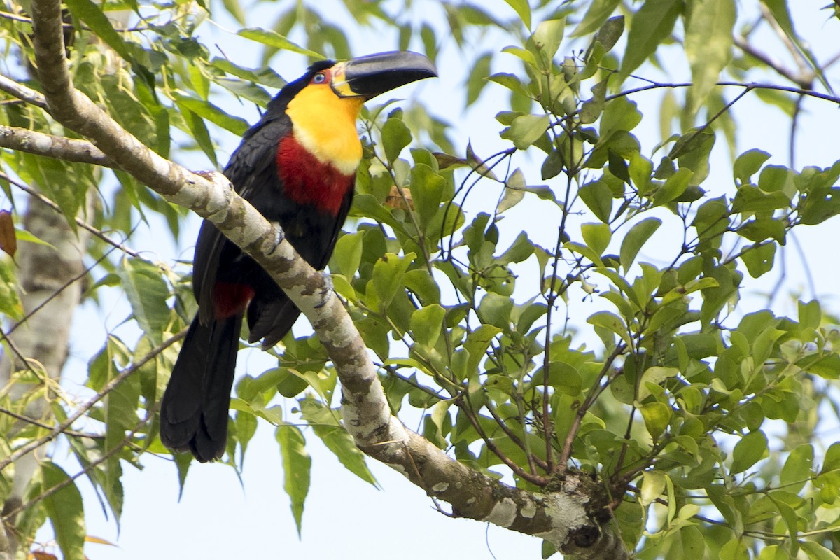 Channel-billed Toucan - ML66578001