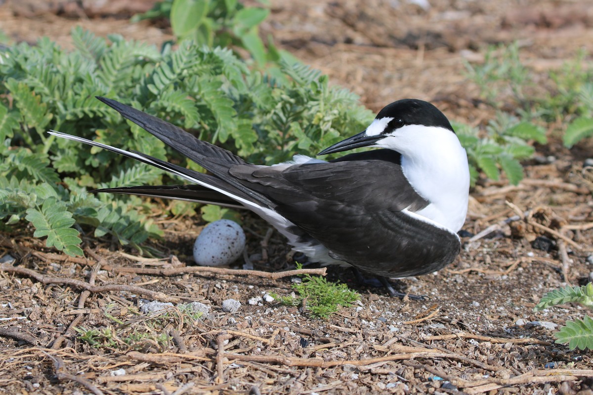 Sooty Tern - Jonathan Plissner