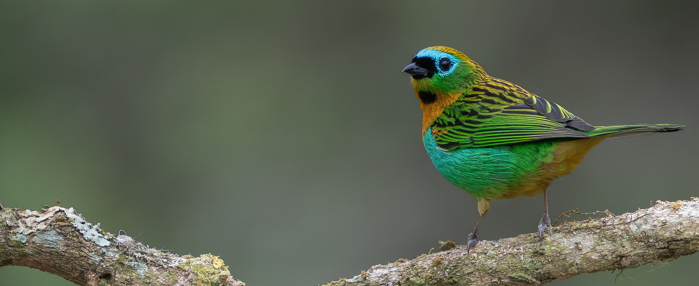 Brassy-breasted Tanager