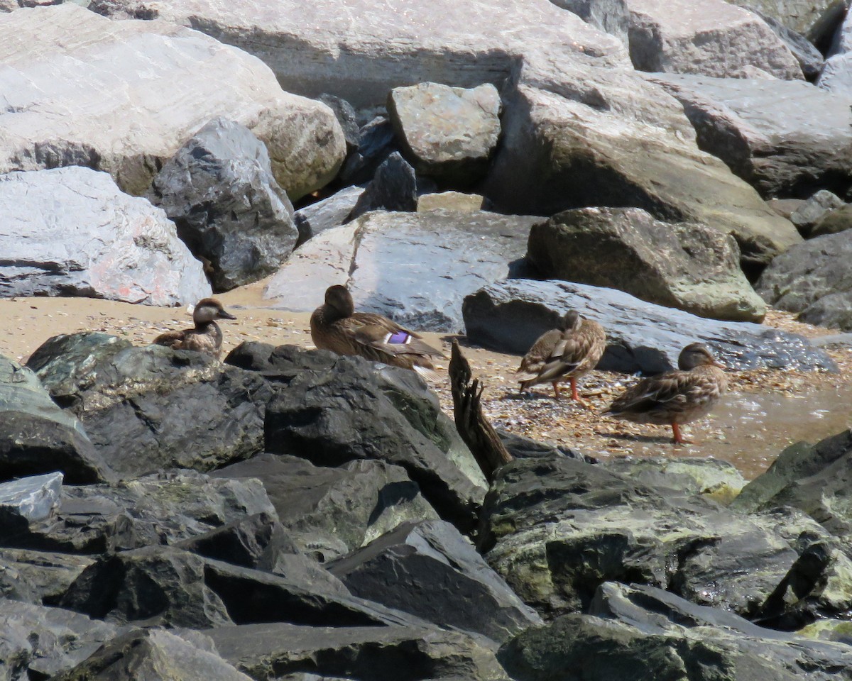 Black Scoter - ML66579391