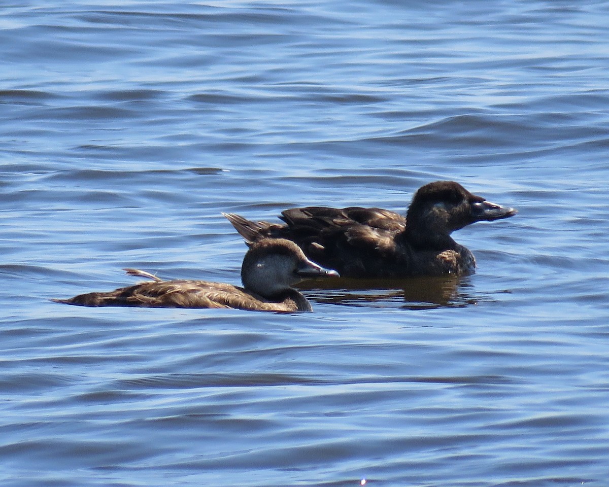 Surf Scoter - ML66579711