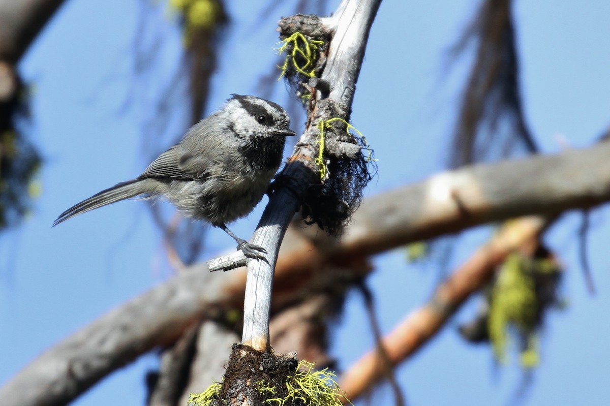 Mountain Chickadee (Rocky Mts.) - ML66579831