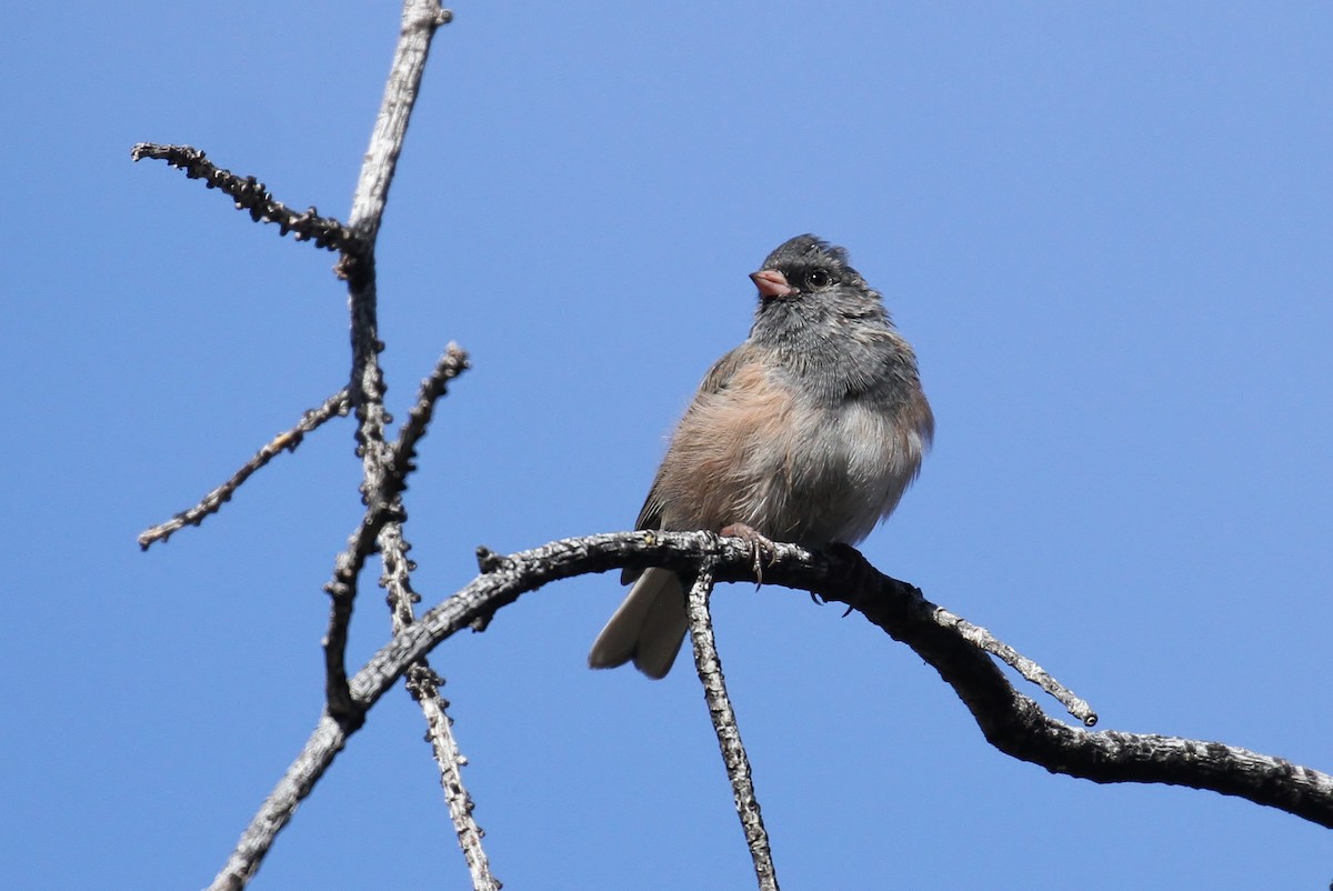 Junco Ojioscuro (mearnsi) - ML66580021