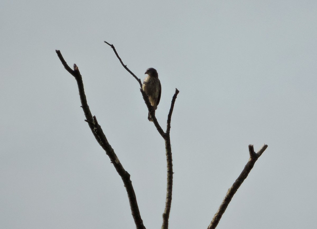 Roadside Hawk - ML66580201