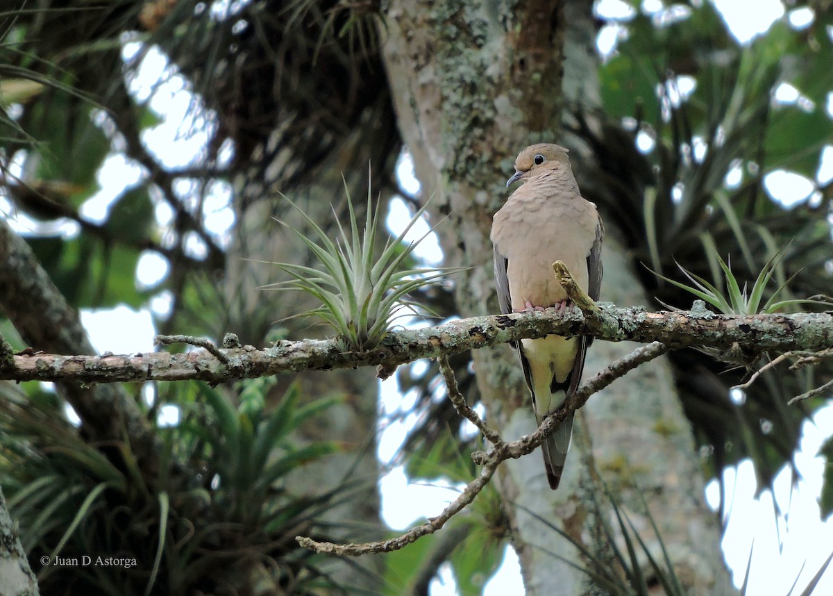 Mourning Dove - ML66580541