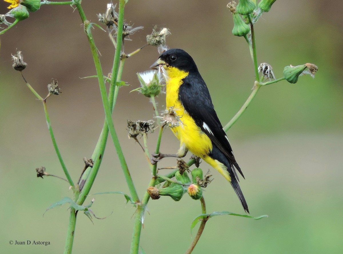 Lesser Goldfinch - ML66581211