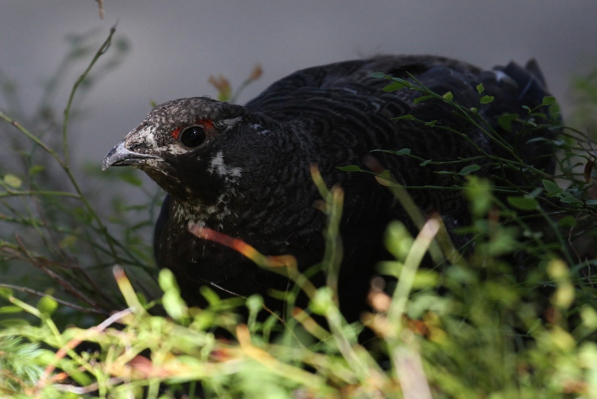 Spruce Grouse (Franklin's) - ML66581331