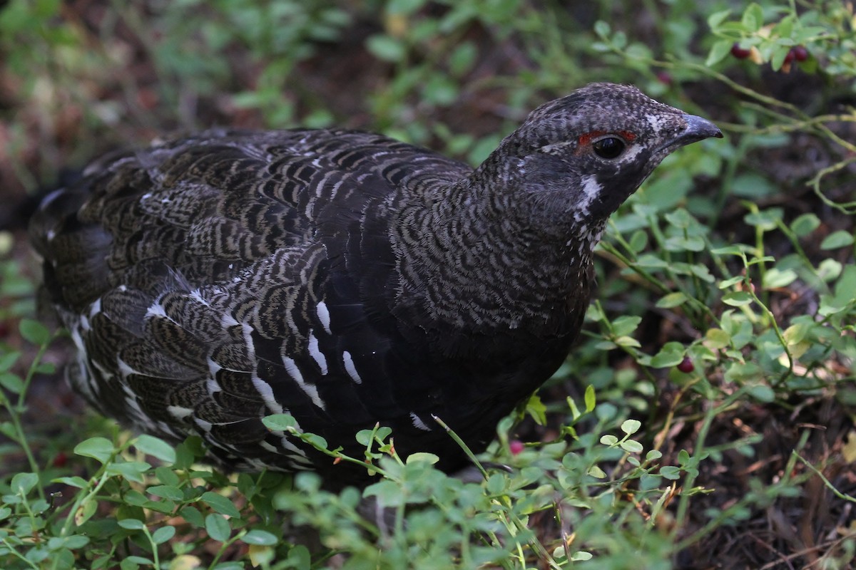 Spruce Grouse (Franklin's) - ML66581371