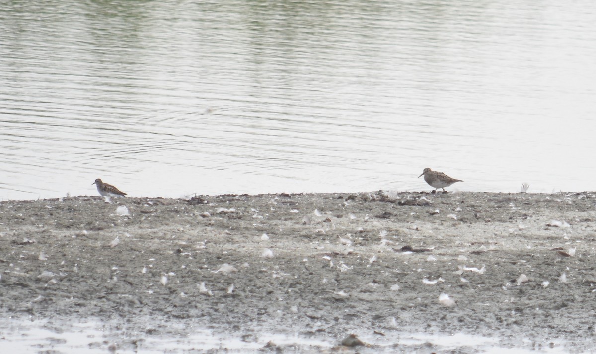 Pectoral Sandpiper - Edward Pullen