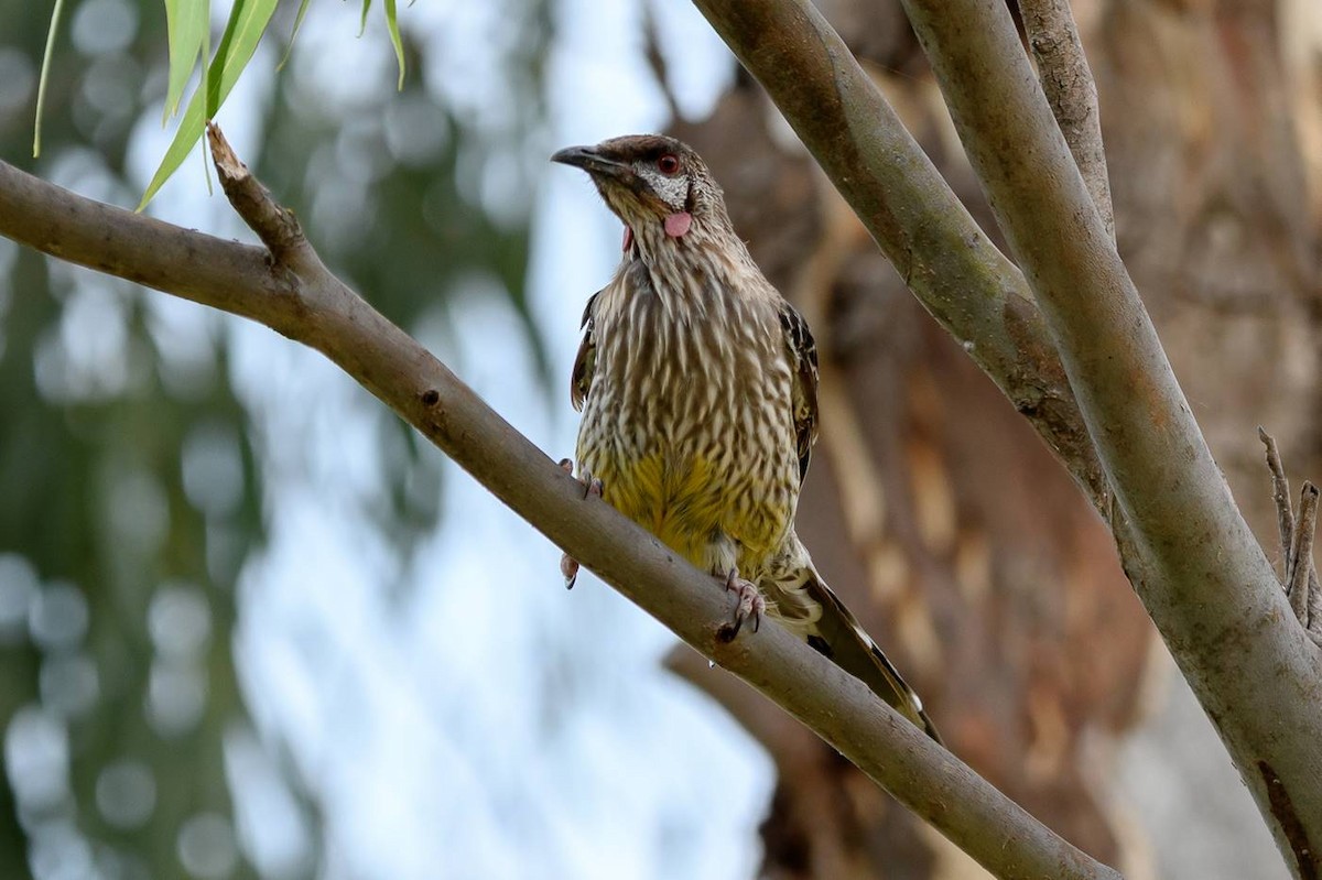 Red Wattlebird - ML66582621