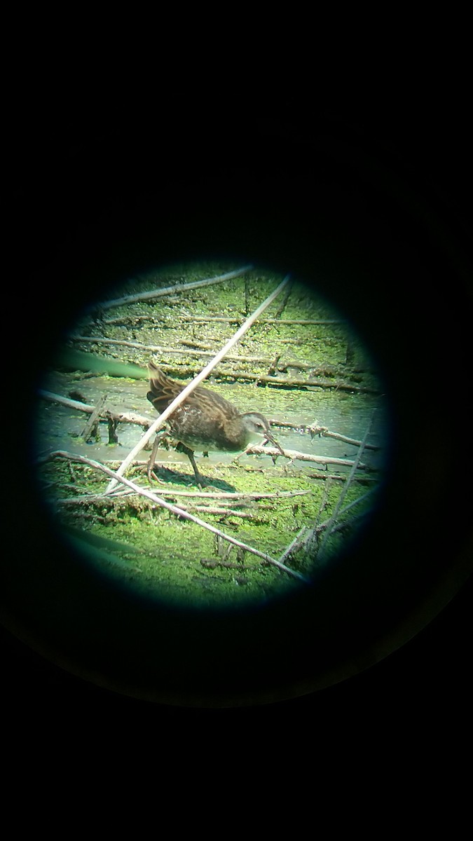 Virginia Rail - ML66583681