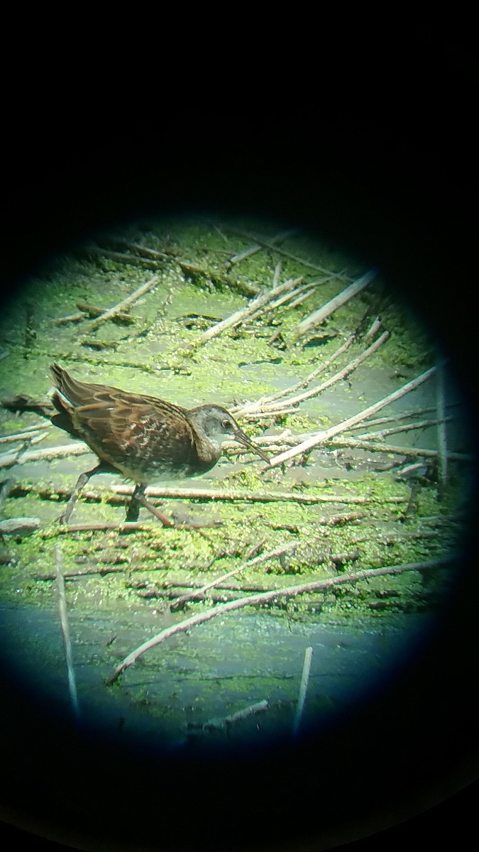 Virginia Rail - ML66583831