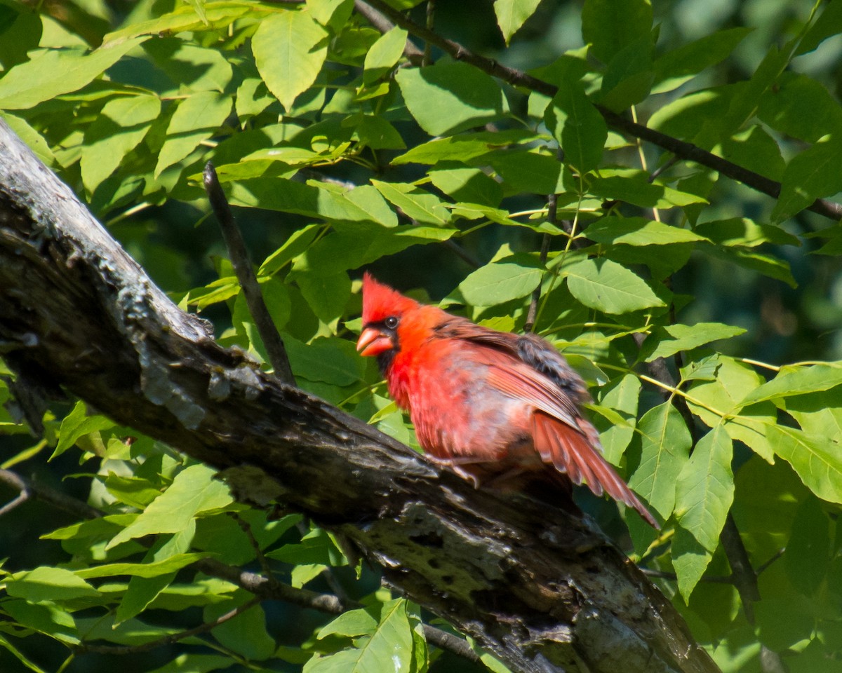 Northern Cardinal - ML66583941