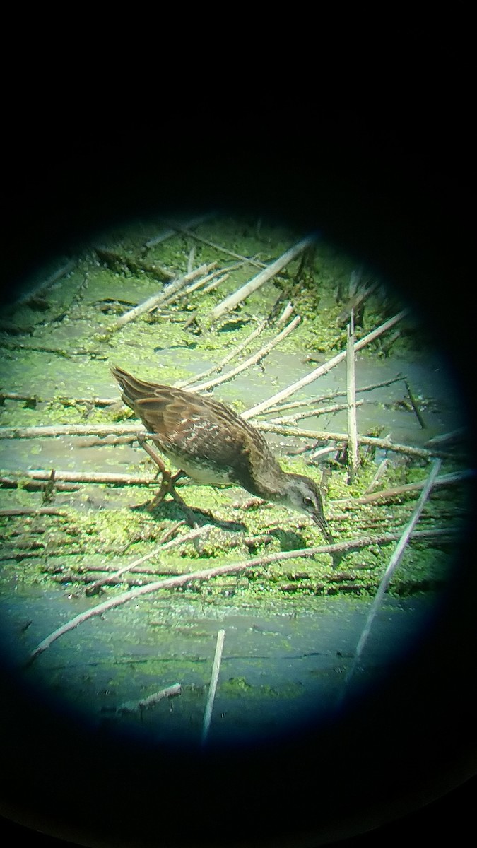 Virginia Rail - ML66583951