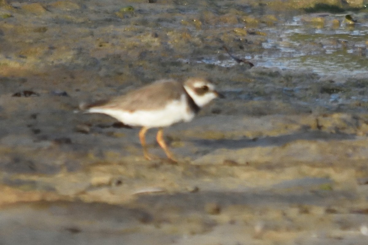 Semipalmated Plover - Bert Schreuders