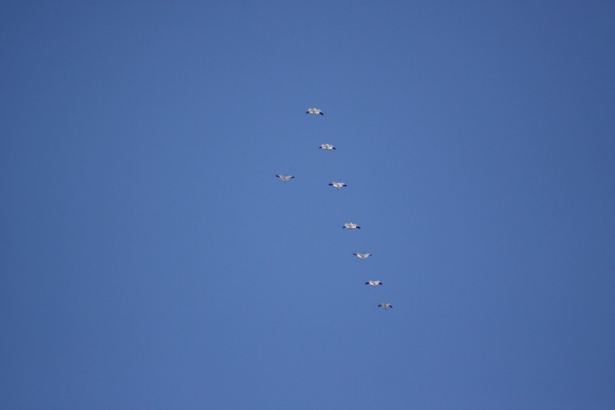 eBird Checklist - 25 Sep 2026 - Pointe à John (utilisez un site plus ...