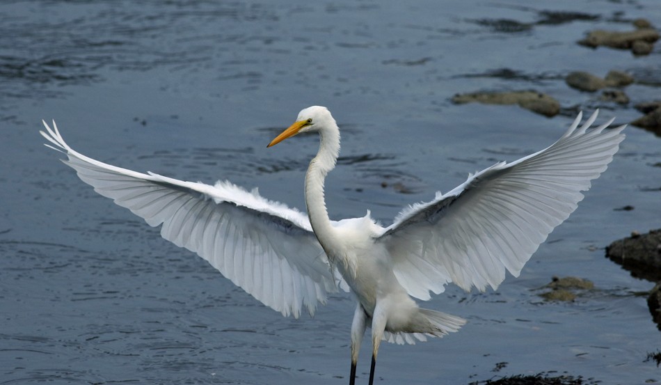 Great Egret - Donna Lorello