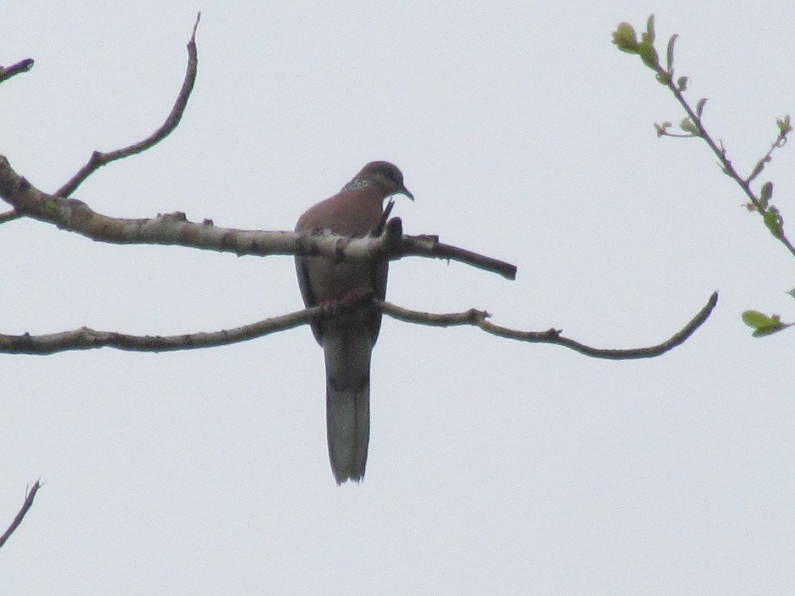 Spotted Dove - ML66586331