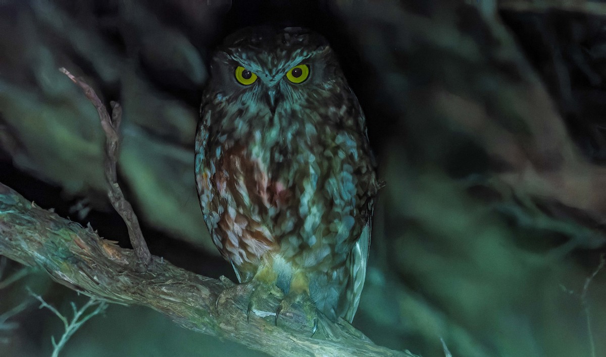 eBird Checklist - 29 Sep 2026 - Cape Liptrap Lighthouse - 1 species