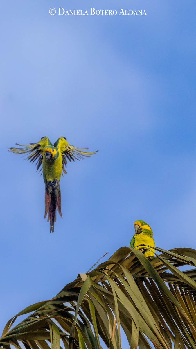 eBird Checklist - 26 Sep 2026 - Loro Orejiamarillo - Botero Birding ...