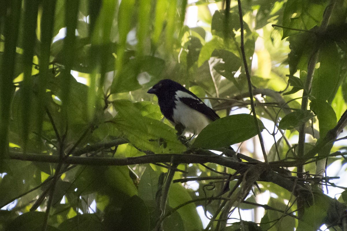 Magpie Tanager - Luiz Carlos Ramassotti