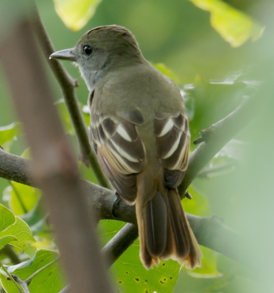 Great Crested Flycatcher - ML66587591