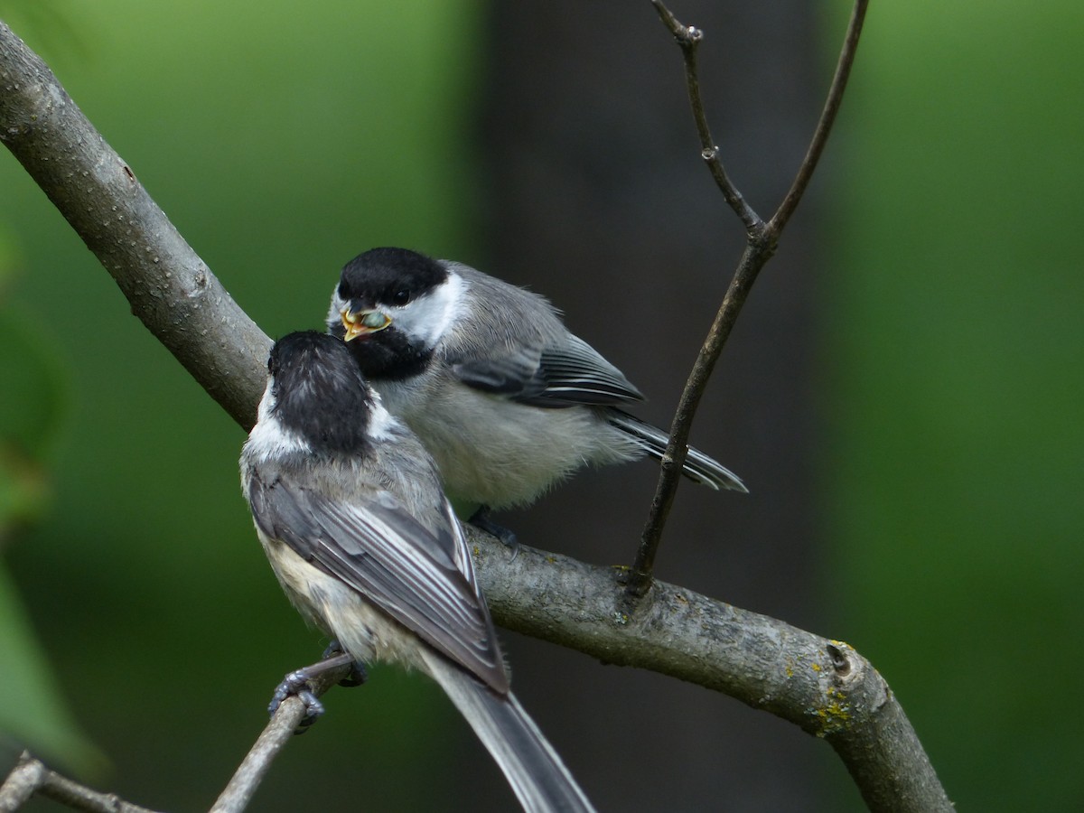 Black-capped Chickadee - ML66587671