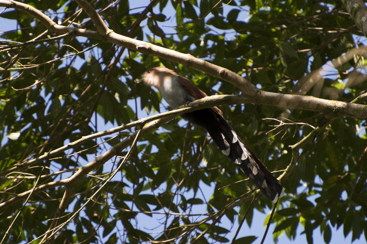 Squirrel Cuckoo - ML66588331