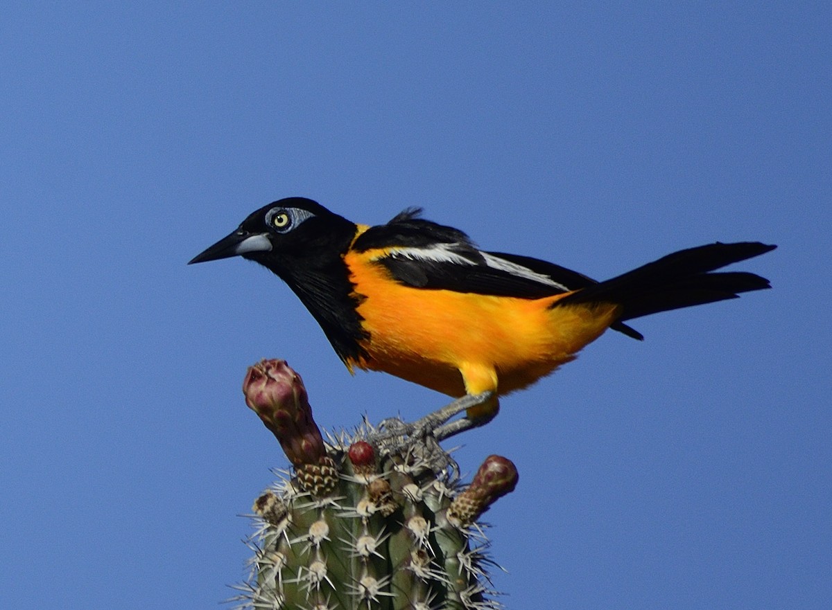Venezuelan Troupial - Michael Tromp