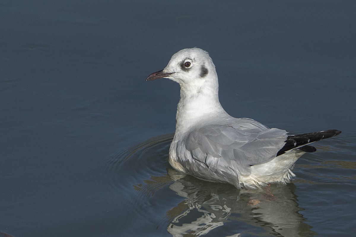 Andean Gull - ML66590161