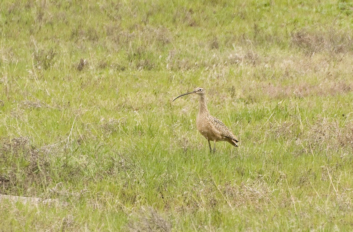 Long-billed Curlew - Ken Wright