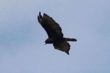 Zone-tailed Hawk - Jodhan Fine