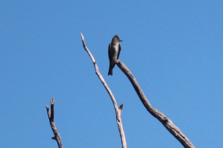 Olive-sided Flycatcher - ML66591331