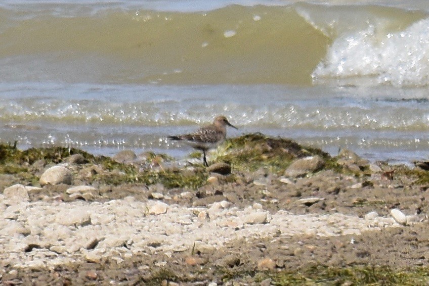 Baird's Sandpiper - ML66591641