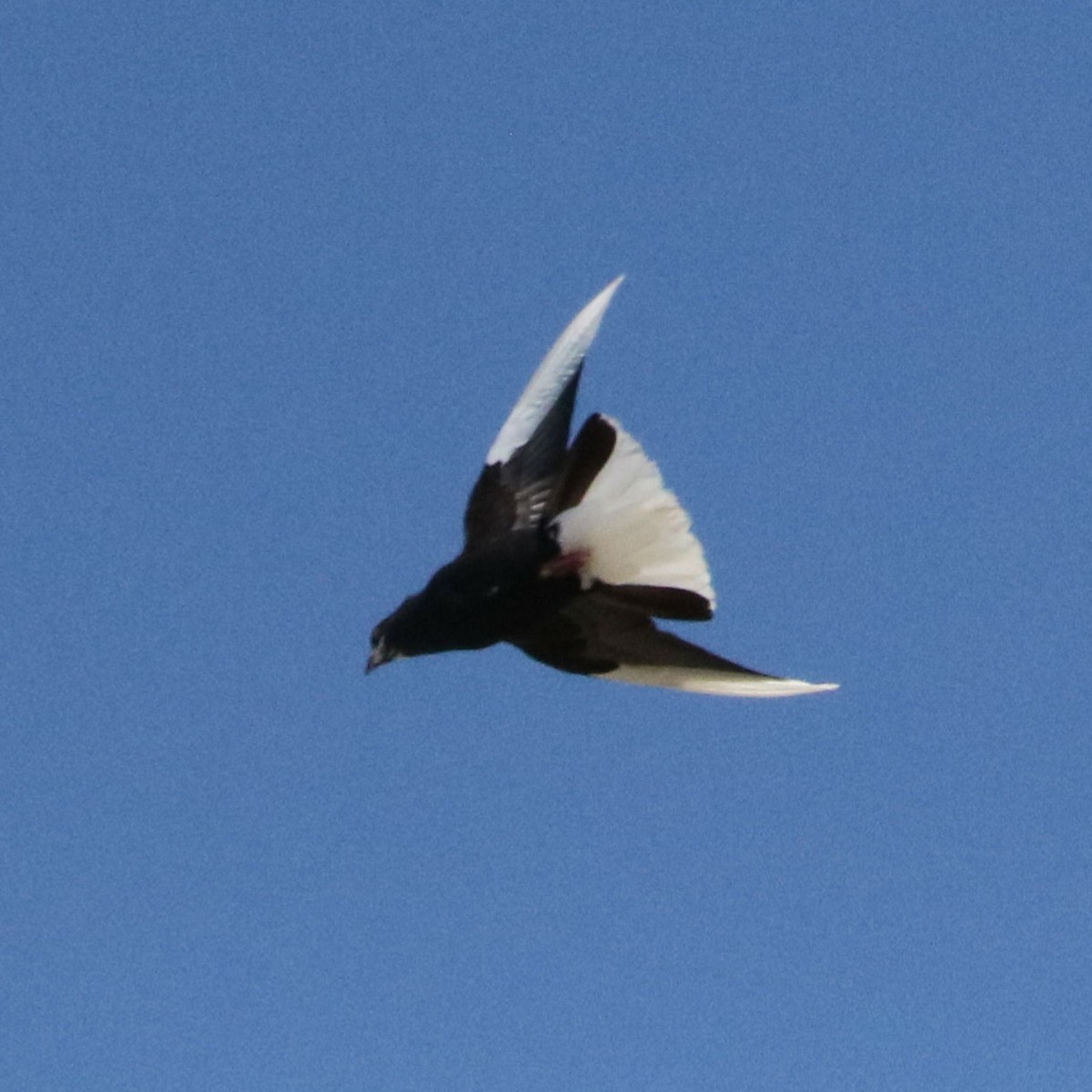 holub skalní (domácí) - ML66591841