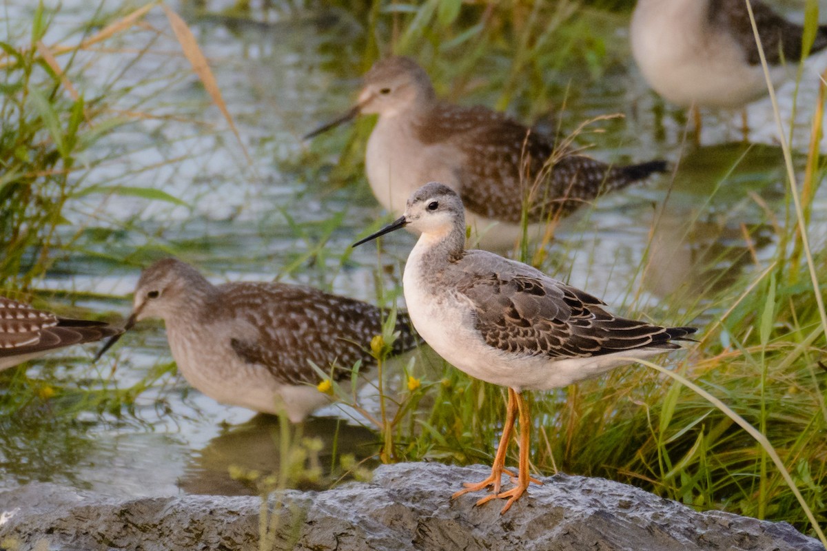 Wilson's Phalarope - ML66593171