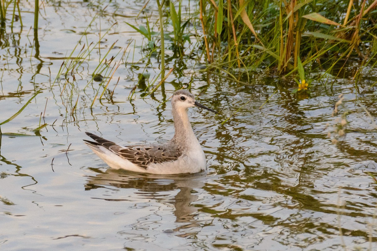 Wilson's Phalarope - ML66593931