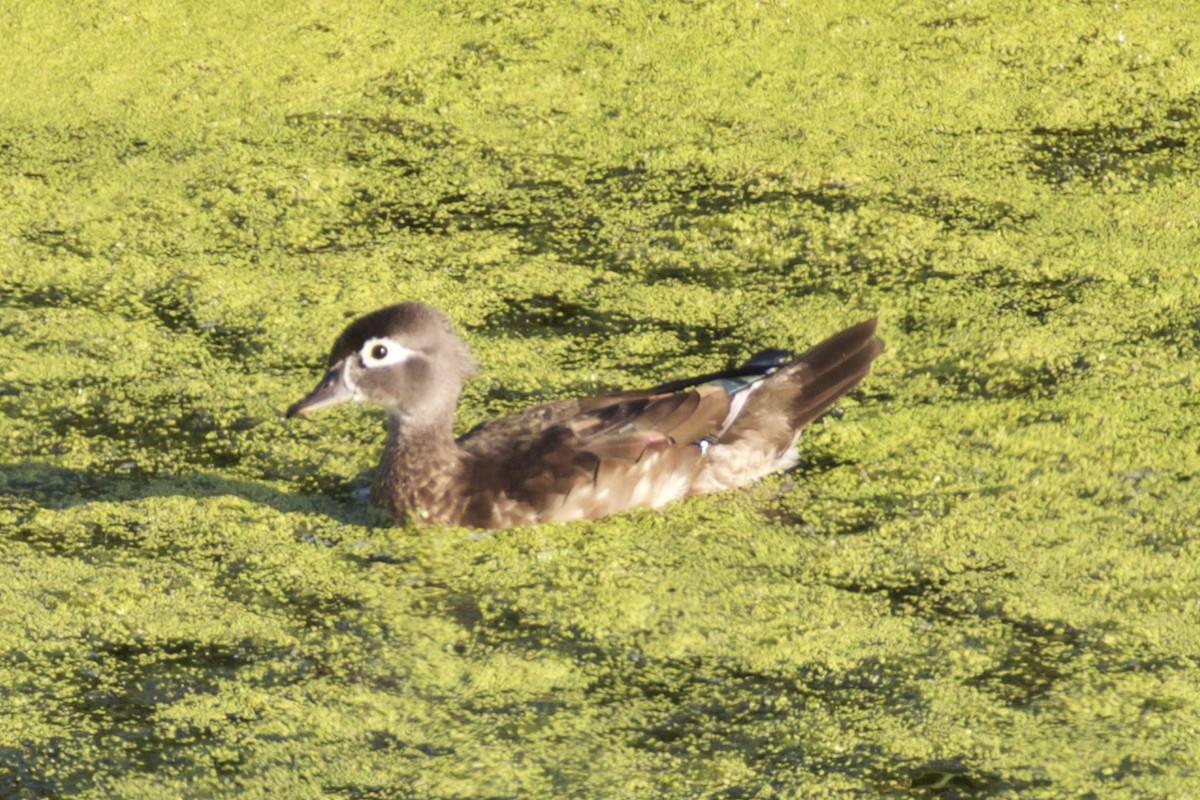 Canard branchu - ML66594011