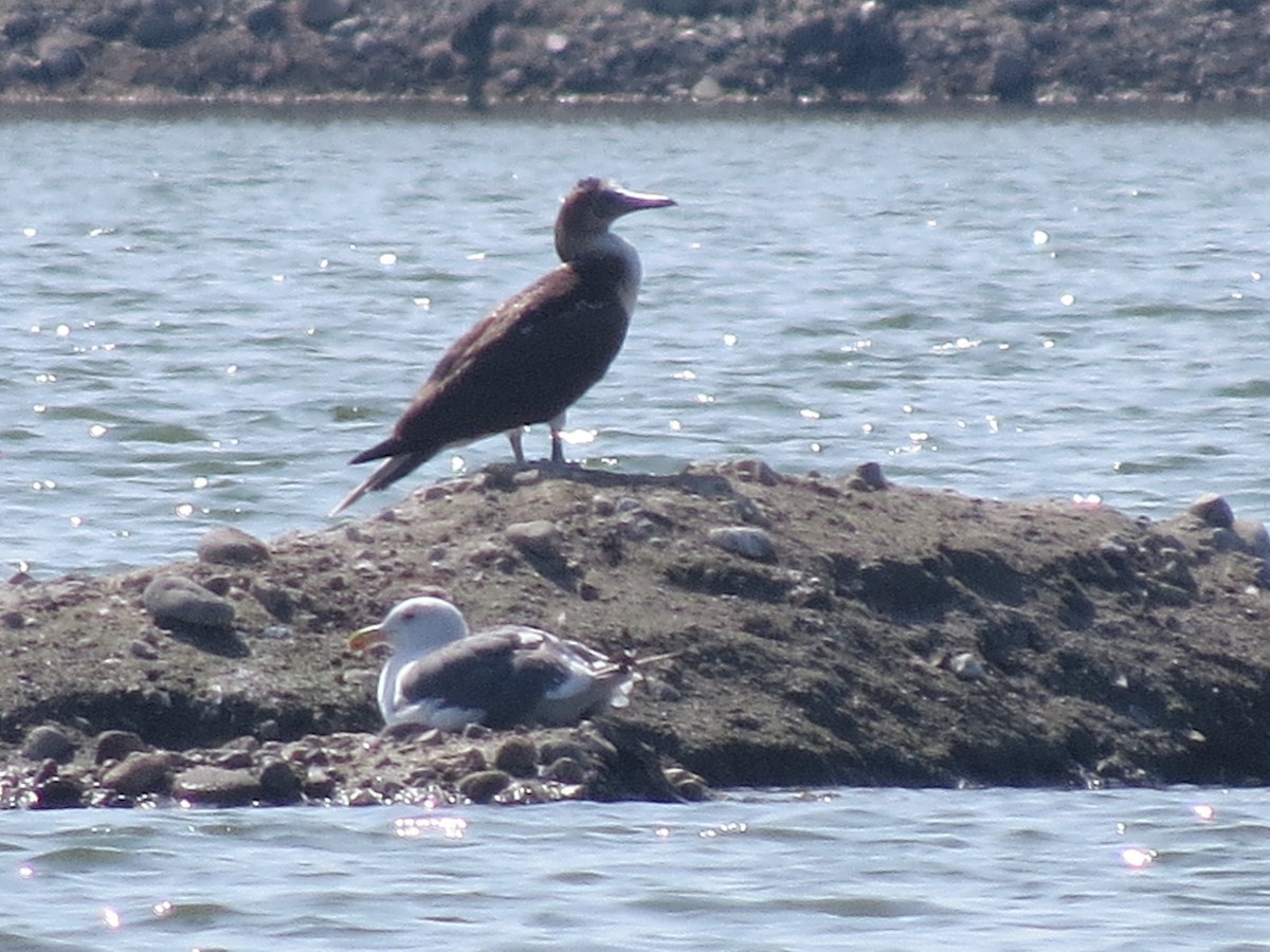 Blue-footed Booby - ML66595261